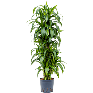 Dracaena fragrans 'Hawaiian Sunshine'