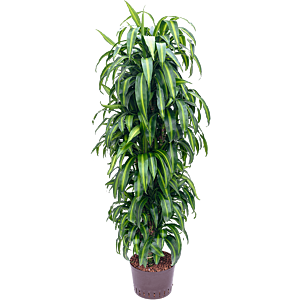 Dracaena fragrans 'Hawaiian Sunshine'