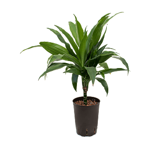 Dracaena fragrans 'Janet Craig'