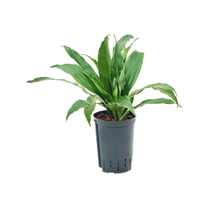 Dracaena fragrans 'Janet Craig'