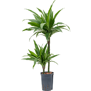 Dracaena fragrans 'Janet Craig'