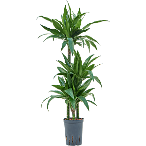 Dracaena fragrans 'Janet Craig'