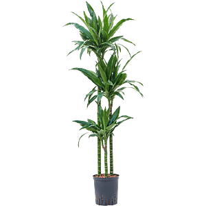 Dracaena fragrans 'Janet Craig'
