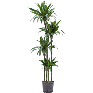 Dracaena fragrans 'Janet Craig'