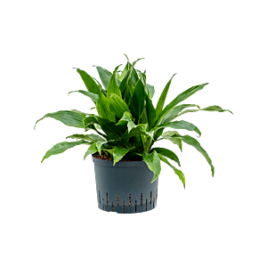 Dracaena fragrans 'Janet Craig'