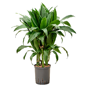 Dracaena fragrans 'Janet Craig'
