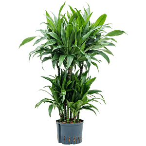Dracaena fragrans 'Janet Craig'