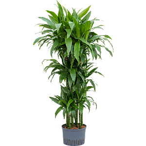 Dracaena fragrans 'Janet Craig'