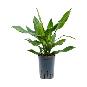 Dracaena fragrans 'Janet Lind'