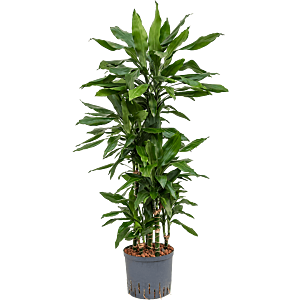 Dracaena fragrans 'Janet Lind'