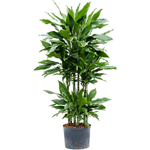 Dracaena fragrans 'Janet Lind'