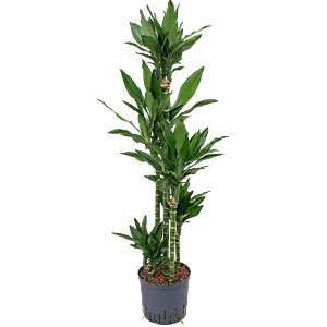 Dracaena fragrans 'Janet Lind'