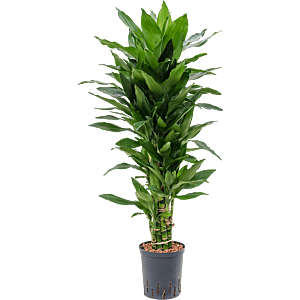 Dracaena fragrans 'Janet Lind'