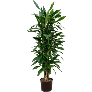 Dracaena fragrans 'Janet Lind'
