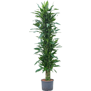 Dracaena fragrans 'Janet Lind'