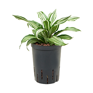 Dracaena fragrans 'Kanzi'