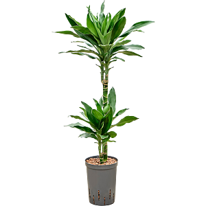 Dracaena fragrans 'Janet Lind Gold'