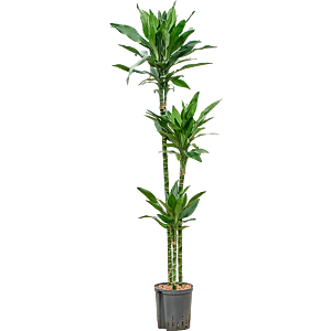 Dracaena fragrans 'Janet Lind Gold'