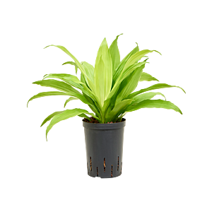 Dracaena fragrans 'Limelight'