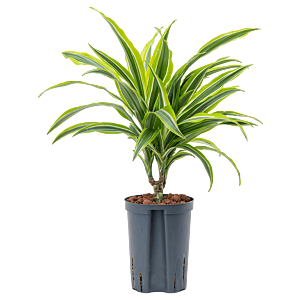Dracaena fragrans 'Lemon Lime'