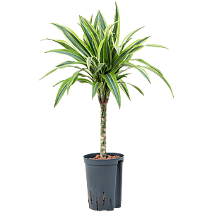 Dracaena fragrans 'Lemon Lime'