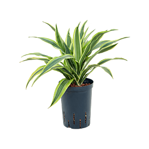 Dracaena fragrans 'Lemon Lime'