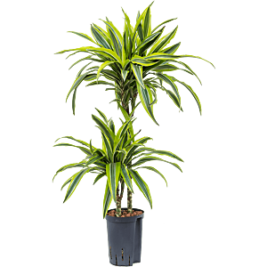 Dracaena fragrans 'Lemon Lime'