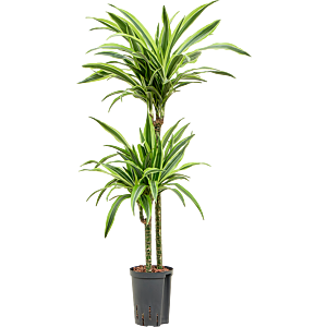 Dracaena fragrans 'Lemon Lime'