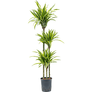 Dracaena fragrans 'Lemon Lime'