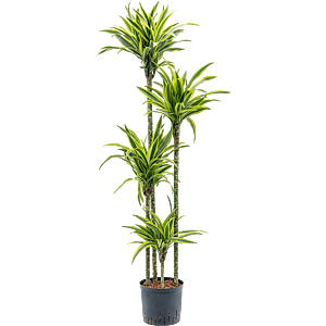 Dracaena fragrans 'Lemon Lime'