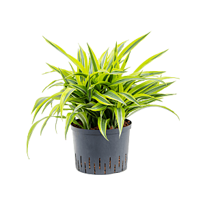 Dracaena fragrans 'Lemon Lime'