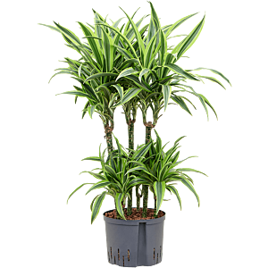 Dracaena fragrans 'Lemon Lime'