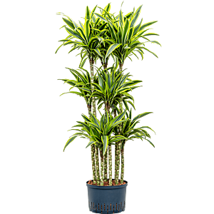 Dracaena fragrans 'Lemon Lime'