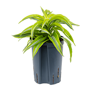 Dracaena fragrans 'Lemon Surprise'