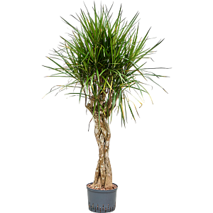 Dracaena marginata