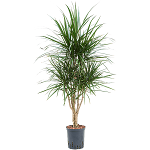Dracaena marginata