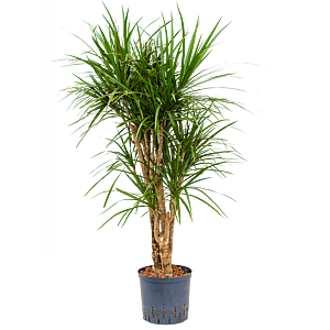 Dracaena marginata