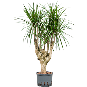 Dracaena marginata
