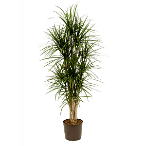 Dracaena marginata