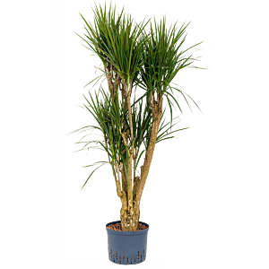 Dracaena marginata