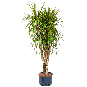 Dracaena marginata
