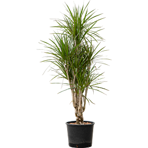 Dracaena marginata