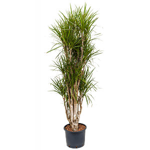 Dracaena marginata