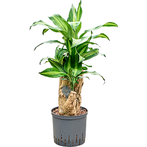 Dracaena fragrans 'Massangeana'