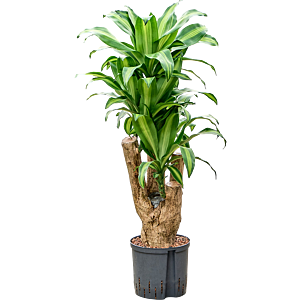 Dracaena fragrans 'Massangeana'