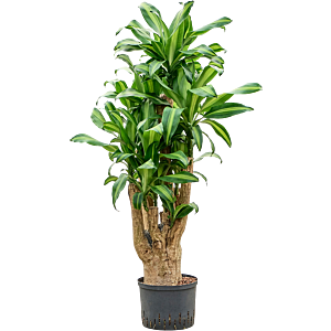 Dracaena fragrans 'Massangeana'