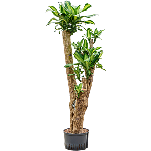 Dracaena fragrans 'Massangeana'