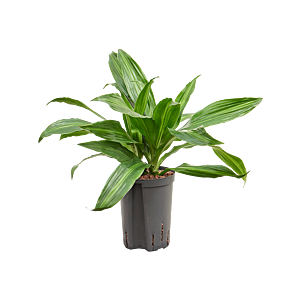 Dracaena fragrans 'Rainbow'