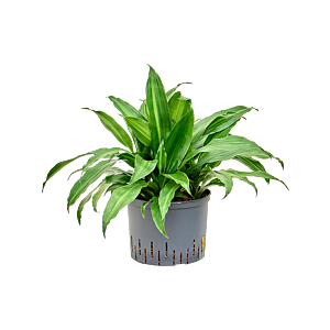 Dracaena fragrans 'Rainbow'