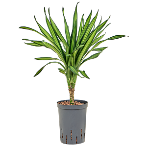 Dracaena fragrans 'Riki'